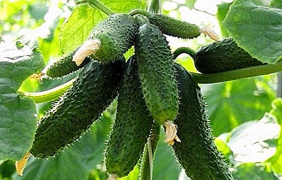 Cucumber "Cupid f1": characteristics, planting and care