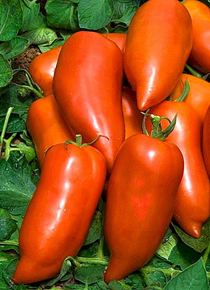 Tomat "Cornabel F1" - resistent mot förhållandena för peppar-typ hybrid