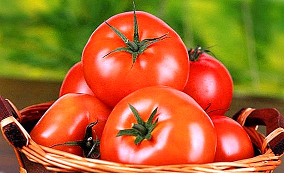 الطماطم إيرينا F1 - تنضج في وقت مبكر ومتنوعة المدمجة