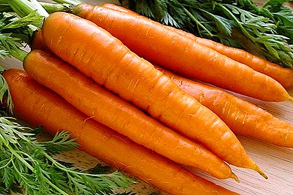 The most fruitful: Canada F1 carrot variety