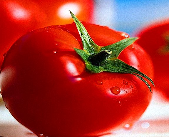 Tomate "Slot f1" - Salat, hybride Sorte mit hohem Ertrag