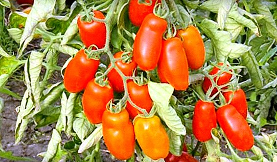 Tomat "Gulliver F1" - varietas matang, berbuah, dan kuat
