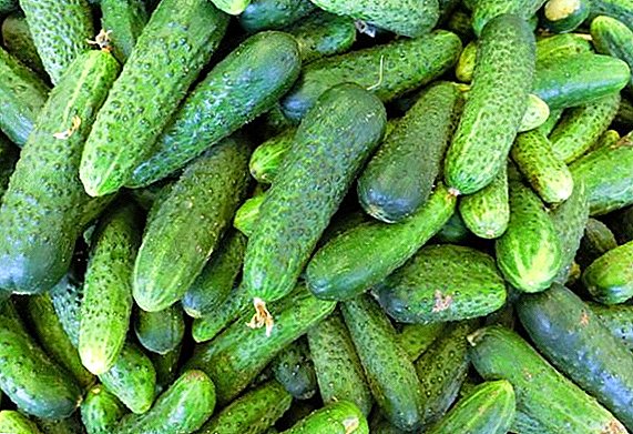 Cucumber "Claudia": a description of the characteristics of the f1 variety. Planting, care, yield and cultivation from seeds (photo)