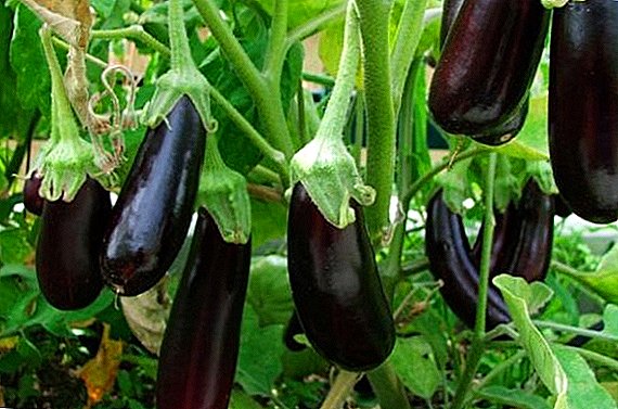 Hvordan man dyrker auberginesorter "Valentine F1" i landet