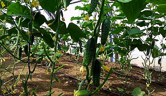 Comment faire pousser du concombre néerlandais "Masha f1" en plein champ