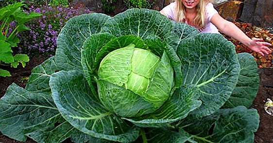 Cabbage "Megaton f1": characteristic when sowing in open ground, sowing scheme, care