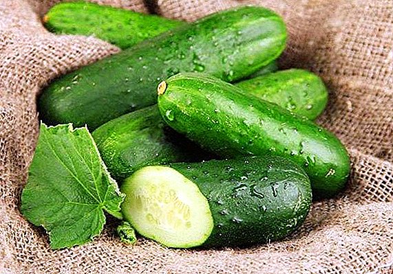 Cucumber "Hector F1": description and cultivation