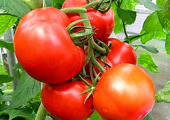 Tomato "Openwork F1": high-yielding and heat-resistant variety