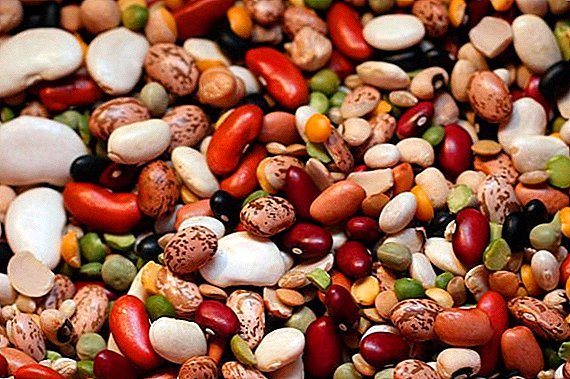 Beans for the body: composition, benefits, contraindications