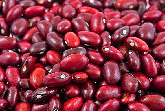 Röda bönor: hur många kalorier, vilka vitaminer finns, vad är användbart, kan gravida kvinnor