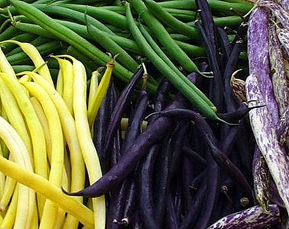 Beans: types and varieties