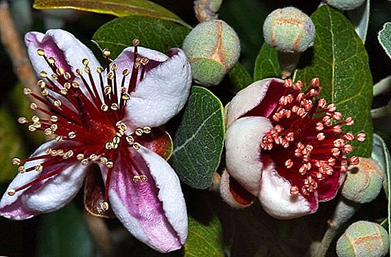 Feijoa: Is it possible to grow an exotic fruit in the open field?