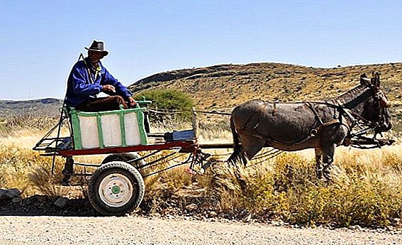 Los agricultores de Namibia recibieron nuevas variedades de caupí y sorgo