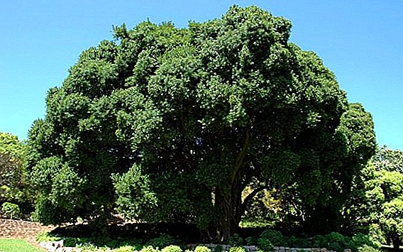 شجرة التين أو التين: زراعة في الهواء الطلق