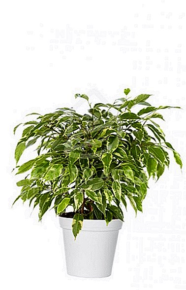 Ficus Kinki: características del cuidado de las plantas en tu habitación.