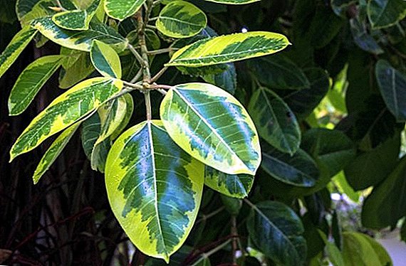 Ficus Robusta: koduhooldus
