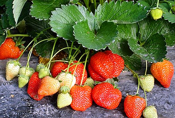 "Finnische" Erdbeeren: Wie man Erdbeeren mit finnischer Technologie anbaut