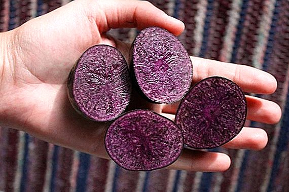 Purple Potato: Propriétés utiles