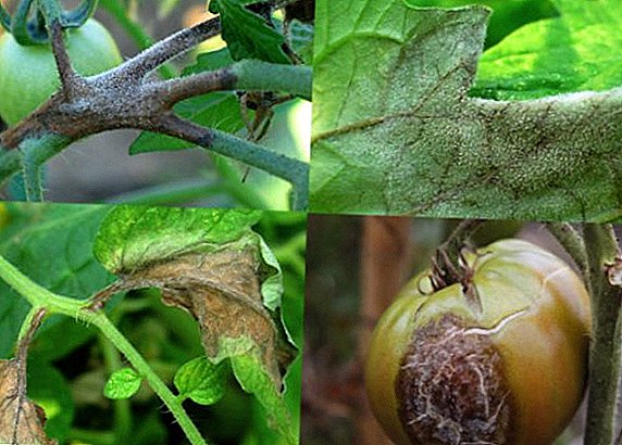 Phytophlorosis: prevention and treatment