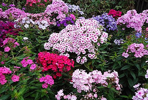 Phlox: the secrets of successful cultivation in the garden