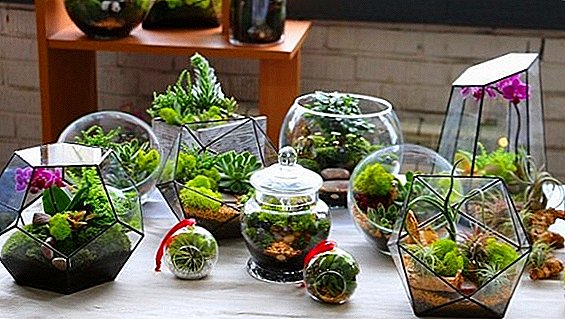 Florarium do it yourself: how to make a mini-garden in the glass