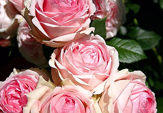 Fotografije i imena sorti ruža od Lady Roses
