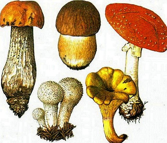 Photo and description of mushrooms of Crimea