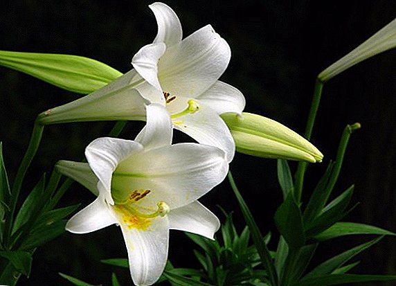 Photo and description of varieties and types of lilies