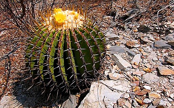 Foto, Name und Beschreibung der Sorten von Echinocactus