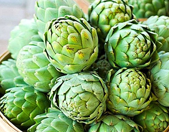 La delicadeza francesa de la alcachofa se cultivará en Ucrania