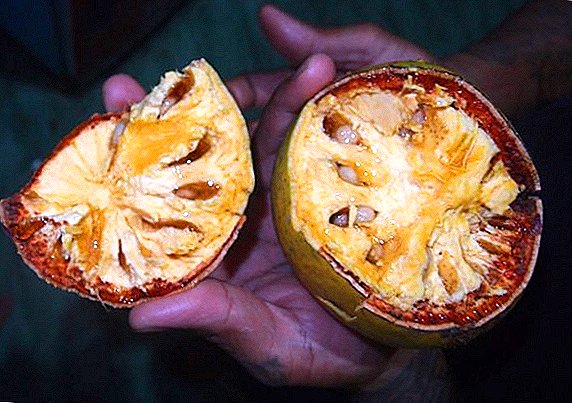بكفالة فاكهة أو تفاحة حجرية من تايلاند: الخصائص الطبية والوصف