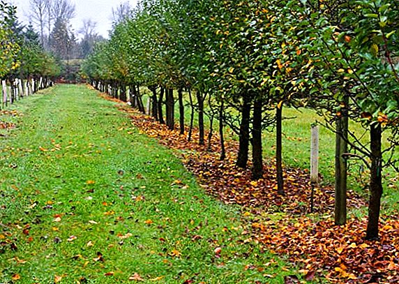 Orchard: aia planeerimise ja puude valiku reeglid