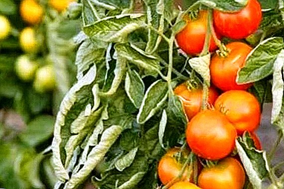 Pomidory Fusarium: skuteczne środki kontroli