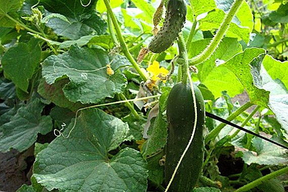 Fusarium (tracheomycotic) wilting of cucumbers: how to fight
