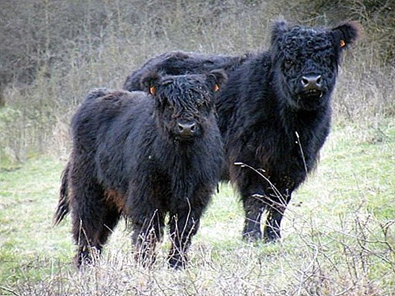 Galloway breed of cattle