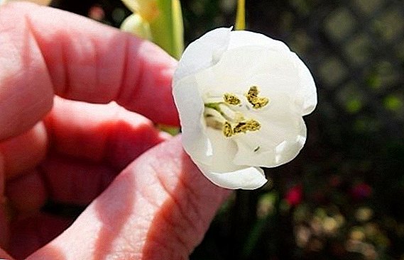 Haltonia (Cape Hyacinth): trồng và chăm sóc