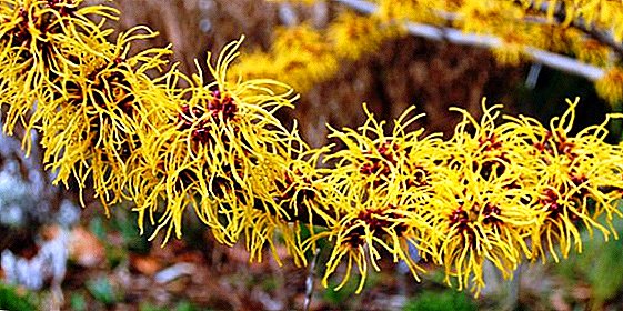 Witch hazel: species, planting and reproduction, especially care
