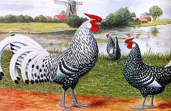 Хамбургска порода пилета: снимки и описание