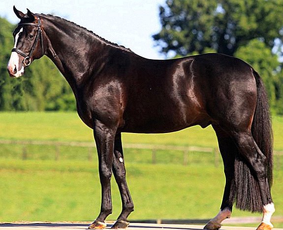 Hannover horse breed