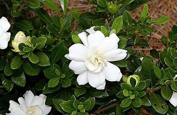 Gardenia: espèce (description et photo)
