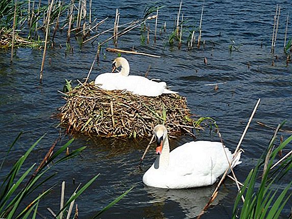 Dónde y cómo los cisnes construyen nidos.