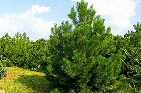 Where is the best place to plant black pine?
