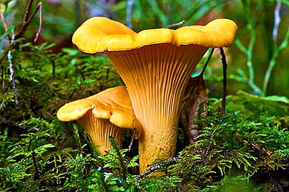 Where chanterelles grow and how not to fall for false mushrooms