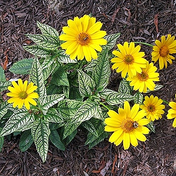 Heliopsis "Lorain Sunshine": nusileidimas ir priežiūra