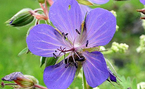 Meadows geranium: proprietăți medicinale și contraindicații, cultivare