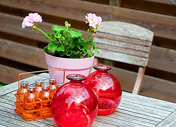 Geranium (pelargonium): what it helps, what it treats, how to apply it for medical purposes