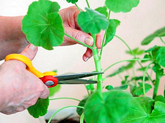 Geranio en casa: cómo cortar adecuadamente una planta para el invierno
