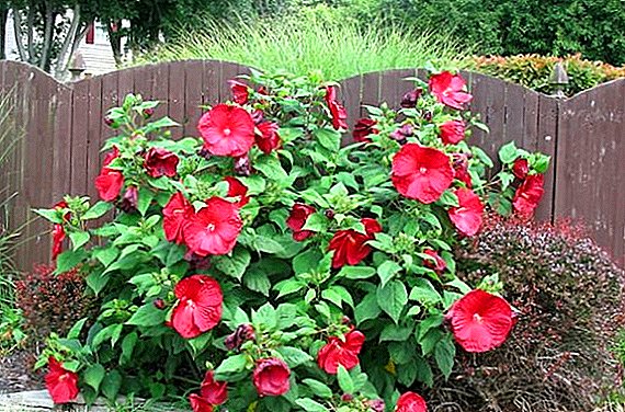 Herb Hibiscus: Cultivation and Reproduction