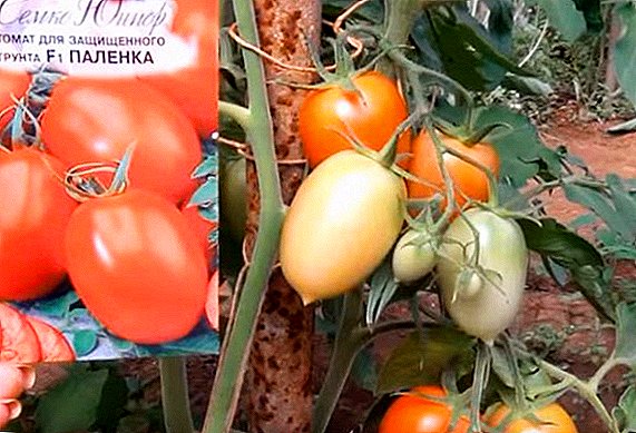 Hybride de type indéterminé sur sol protégé: tomates Palenka