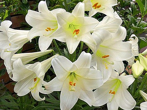 Giant lilies cardiocrinum: gojenje, vrsta, razmnoževanje